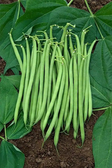 Beans