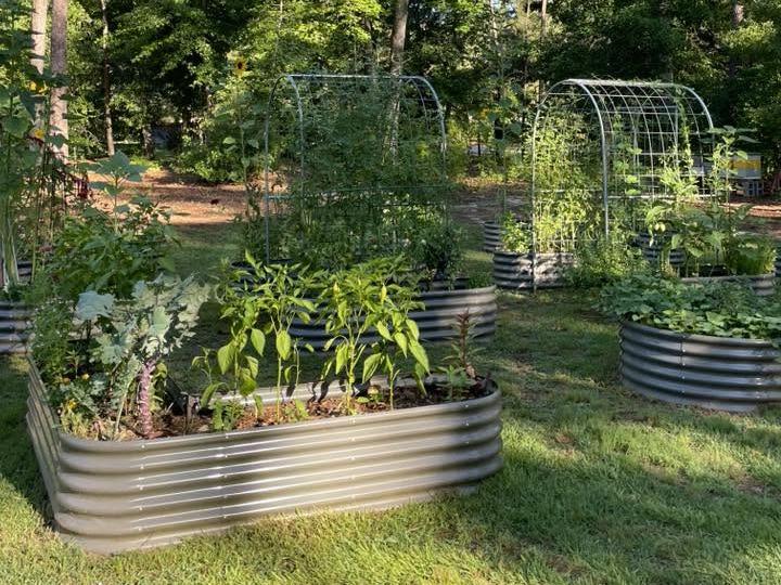 Chicken tunnel in a backyard