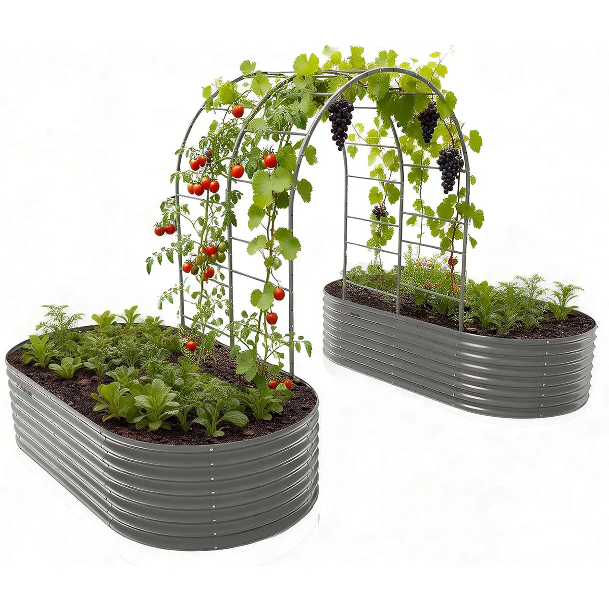 trellis for climbing plants bunnings 24" Extra Tall 8×4 ft Raised Garden Bed Kit (2 Beds + 1 Arch Trellis)