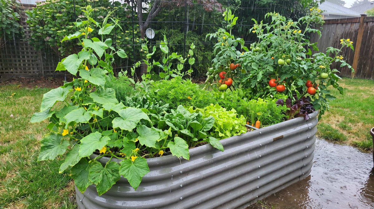 Best Raised Garden Bed Materials for Wet, Rainy Backyards This Season