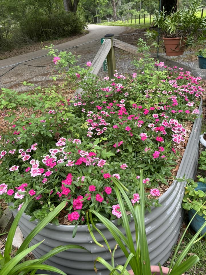 Blooming Love: Enrich your Valentine's Day with gardening - Anleolife