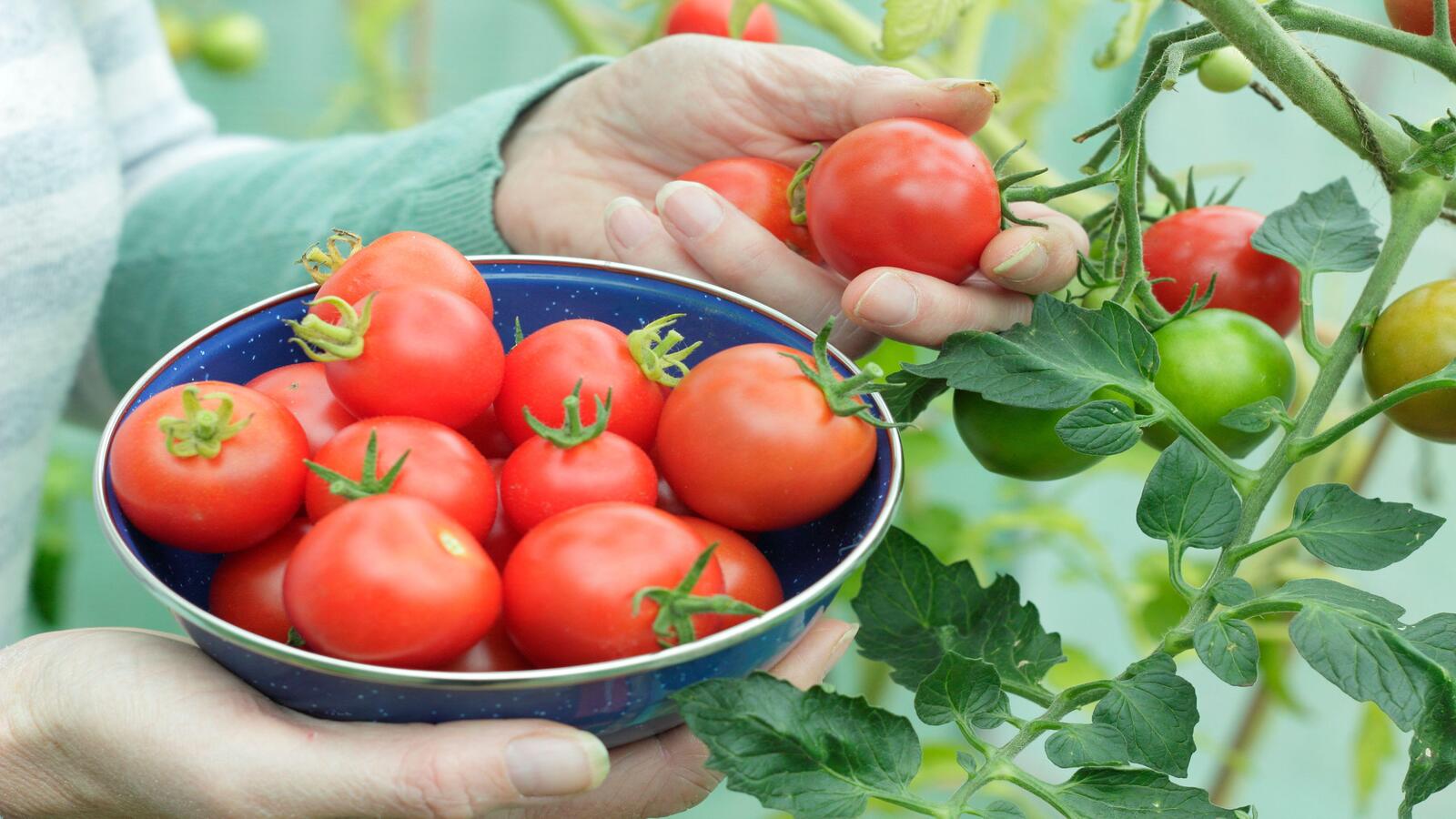 Useful Tips on Growing Tomatoes in Raised Garden Beds This Summer in The USA - Anleolife