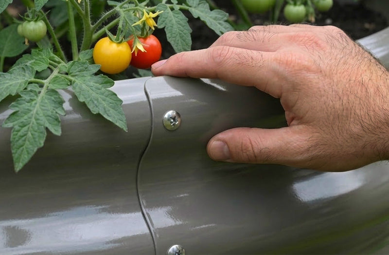 Useful Tips on Growing Tomatoes in Raised Garden Beds This Summer in The USA