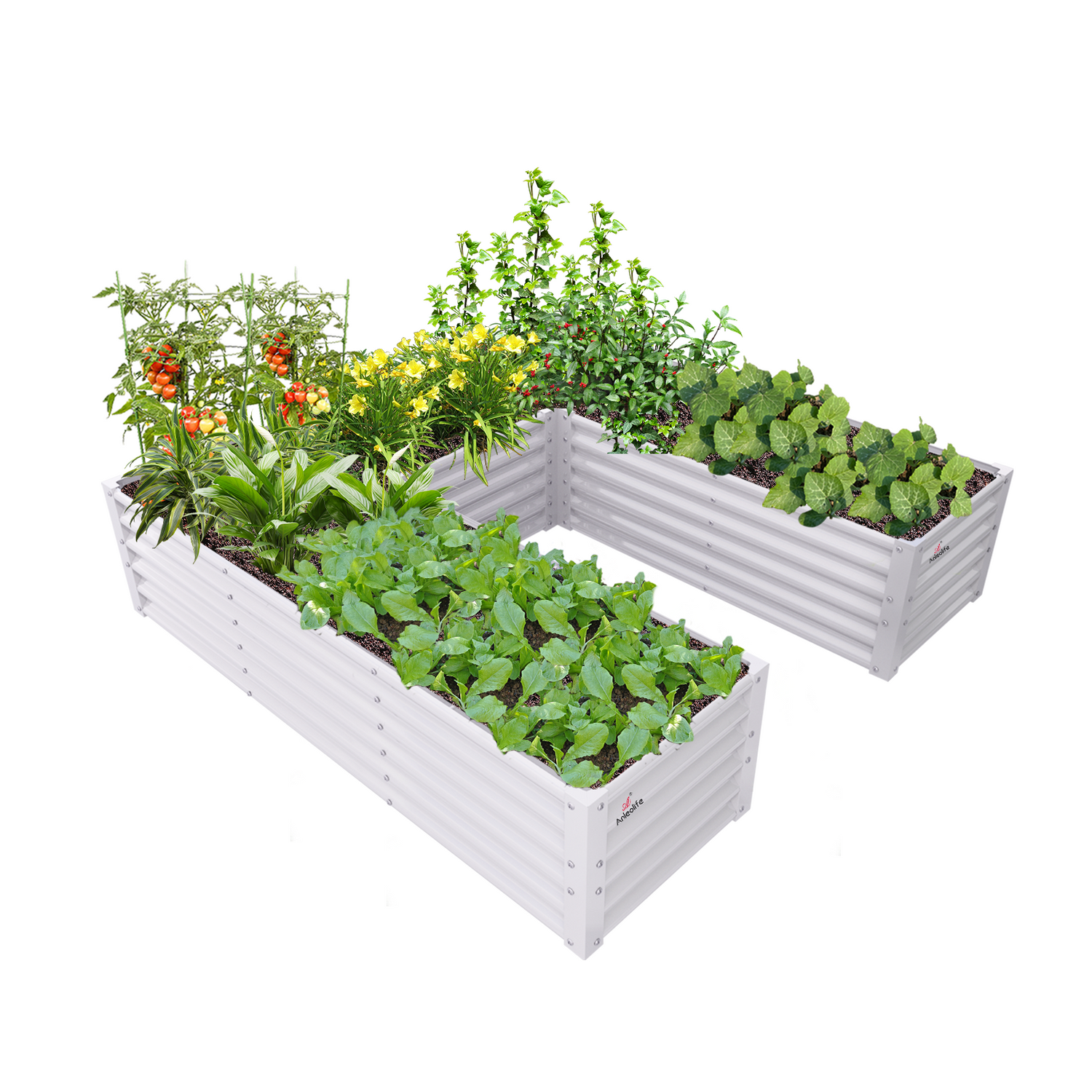 6x6x1.5ft White U-Shaped Galvanized Raised Garden Beds, Anti-Rust & Easy-Setup