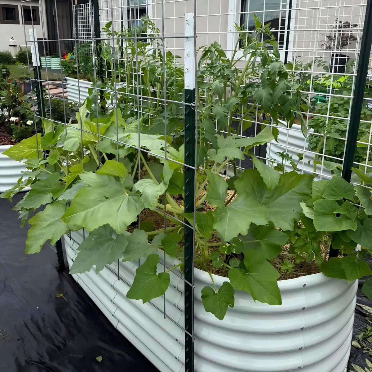 A white corrugated planter box with a green metal wire trellis and support posts, containing leafy green plants in an outdoor garden setting. 