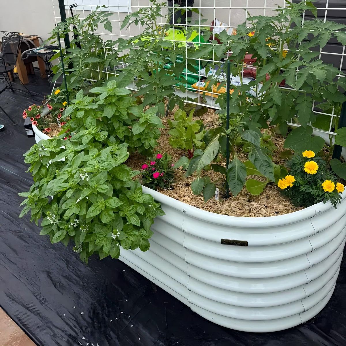 A white ribbed raised garden bed filled with green plants, including basil, tomato, pepper, and yellow flowers, photographed outdoors on a patio with a black ground cover and garden fencing in the background. 