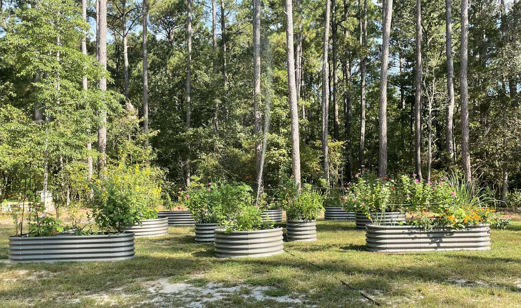 Metal planters with plants in a forest setting