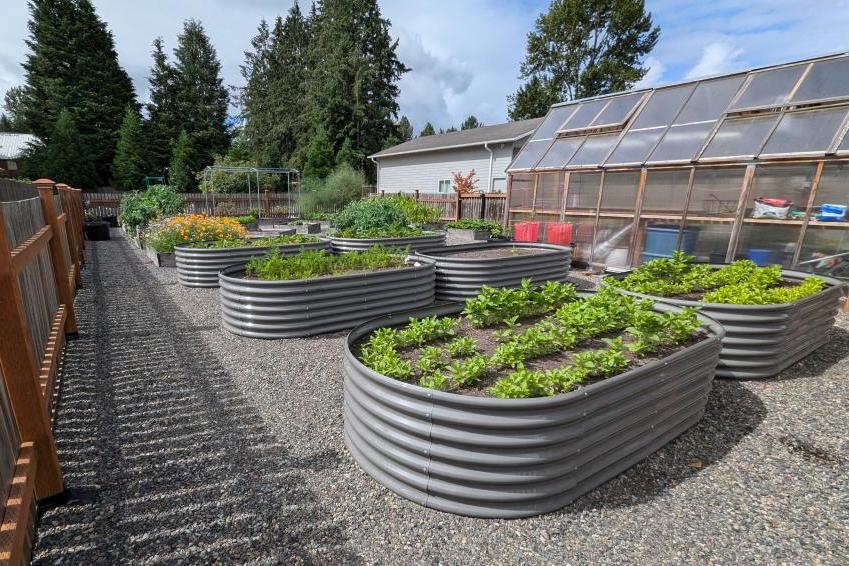Chicken tunnel in a backyard