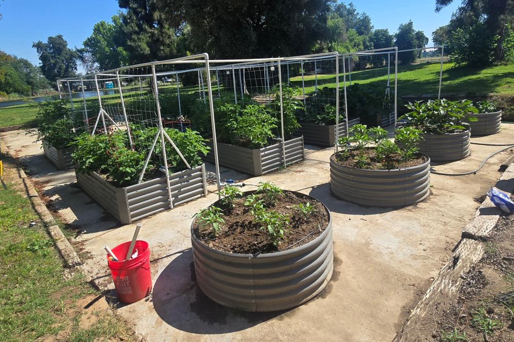 Chicken tunnel in a backyard