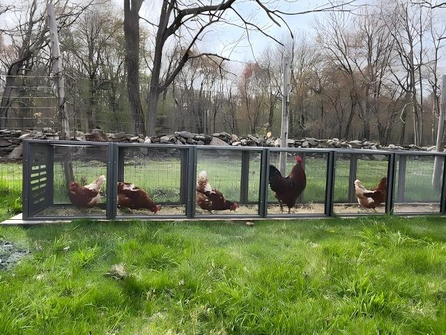 Chicken tunnel in a backyard