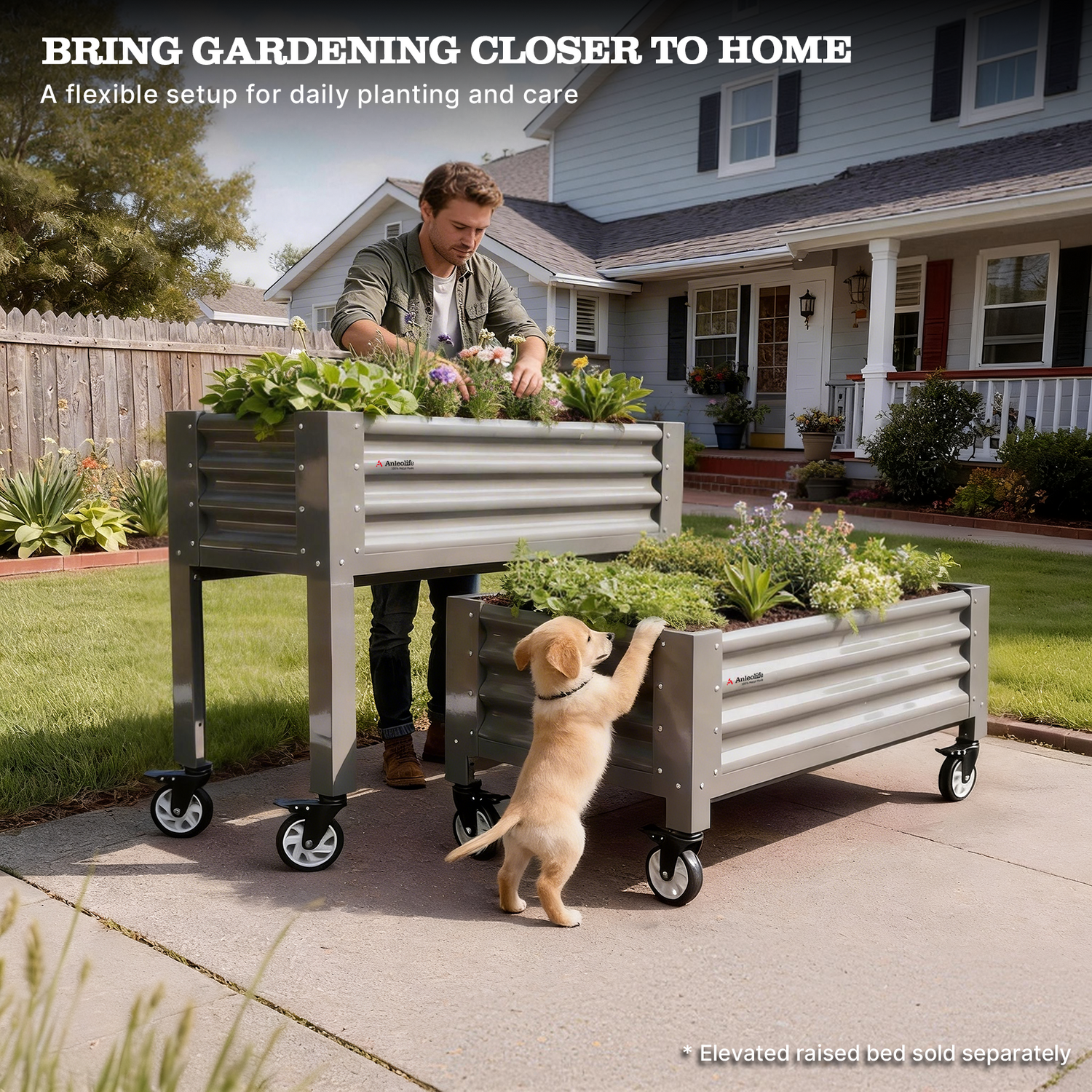 Man tending to plants in elevated raised garden beds with a dog nearby, set against a suburban home background. 
