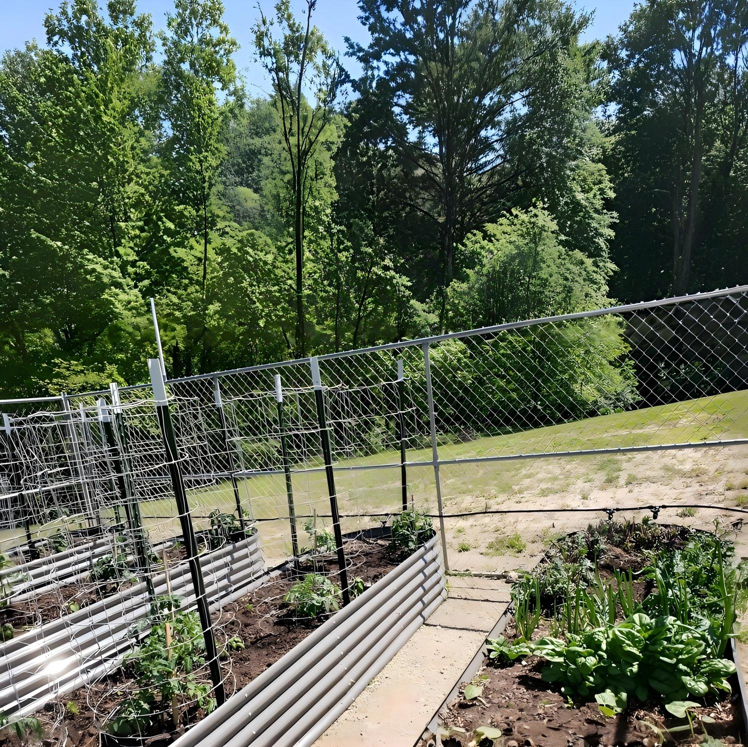 Vegetable garden with raised beds and a chain-link fence in the background 