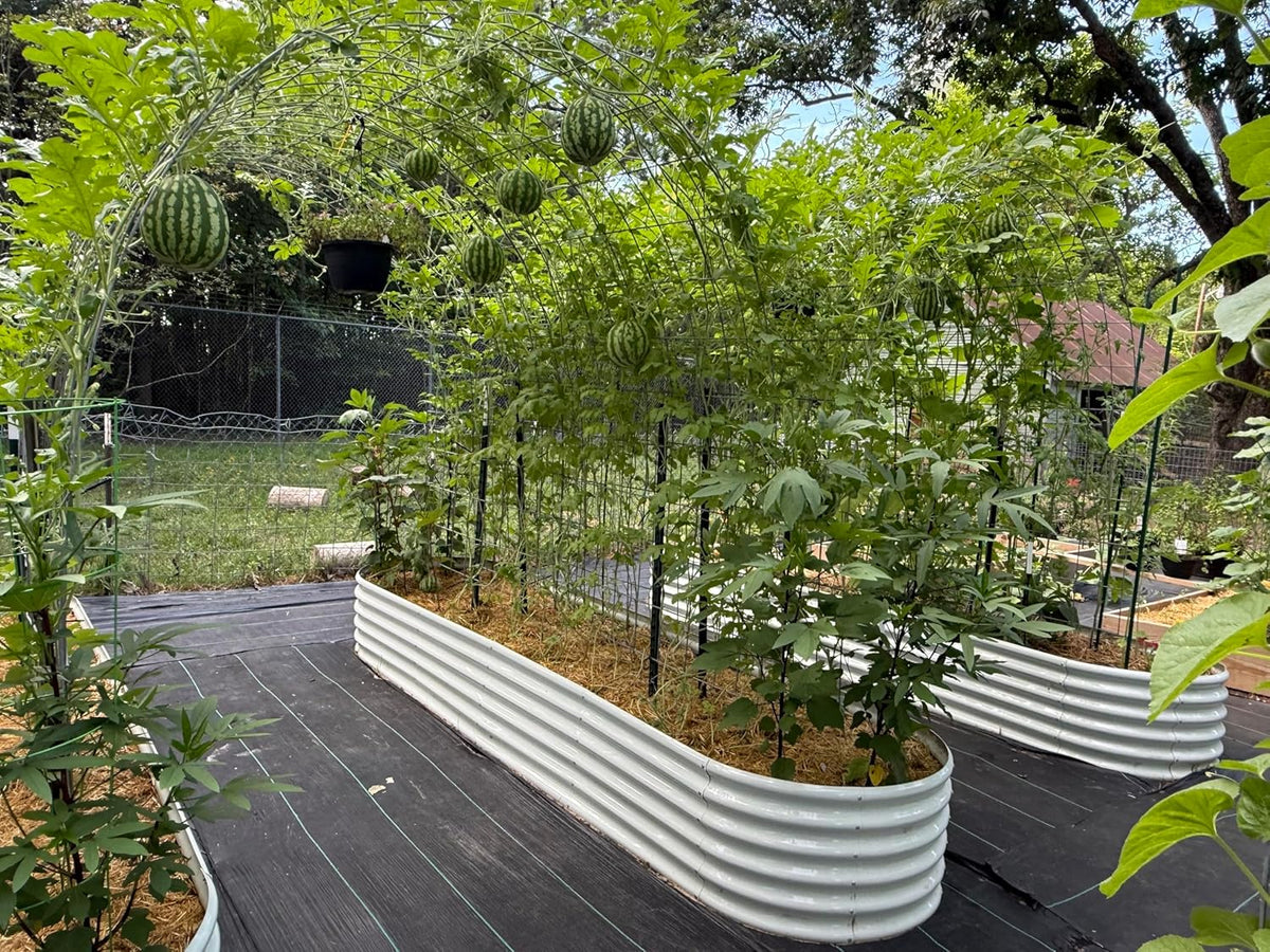 Garden with raised beds and watermelon plants on a wooden deck 