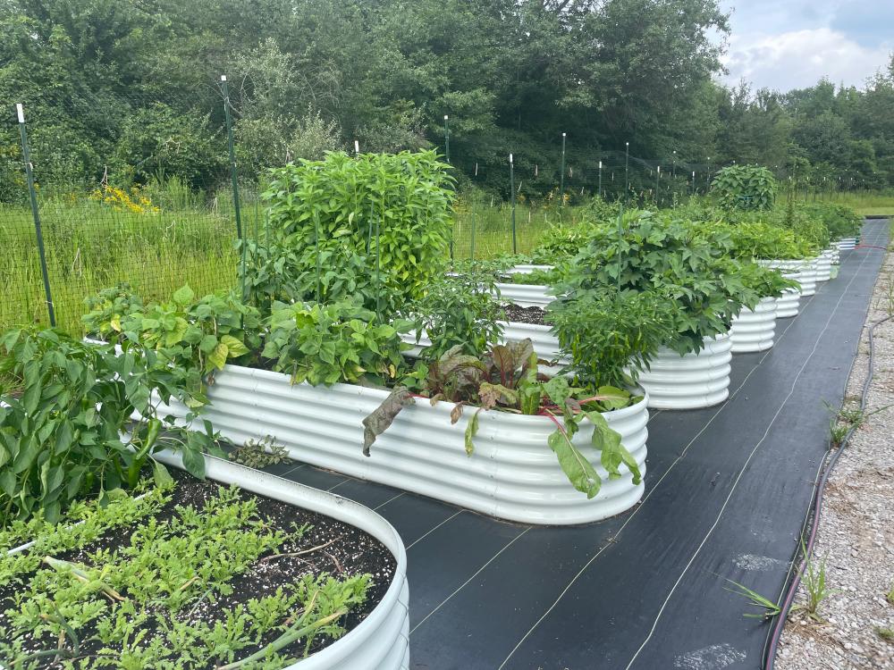 Chicken tunnel in a backyard